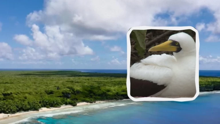 Унікальний кораловий острів, де ніхто не живе: чому Гендерсон не заселений людьми 4 Гранд тур