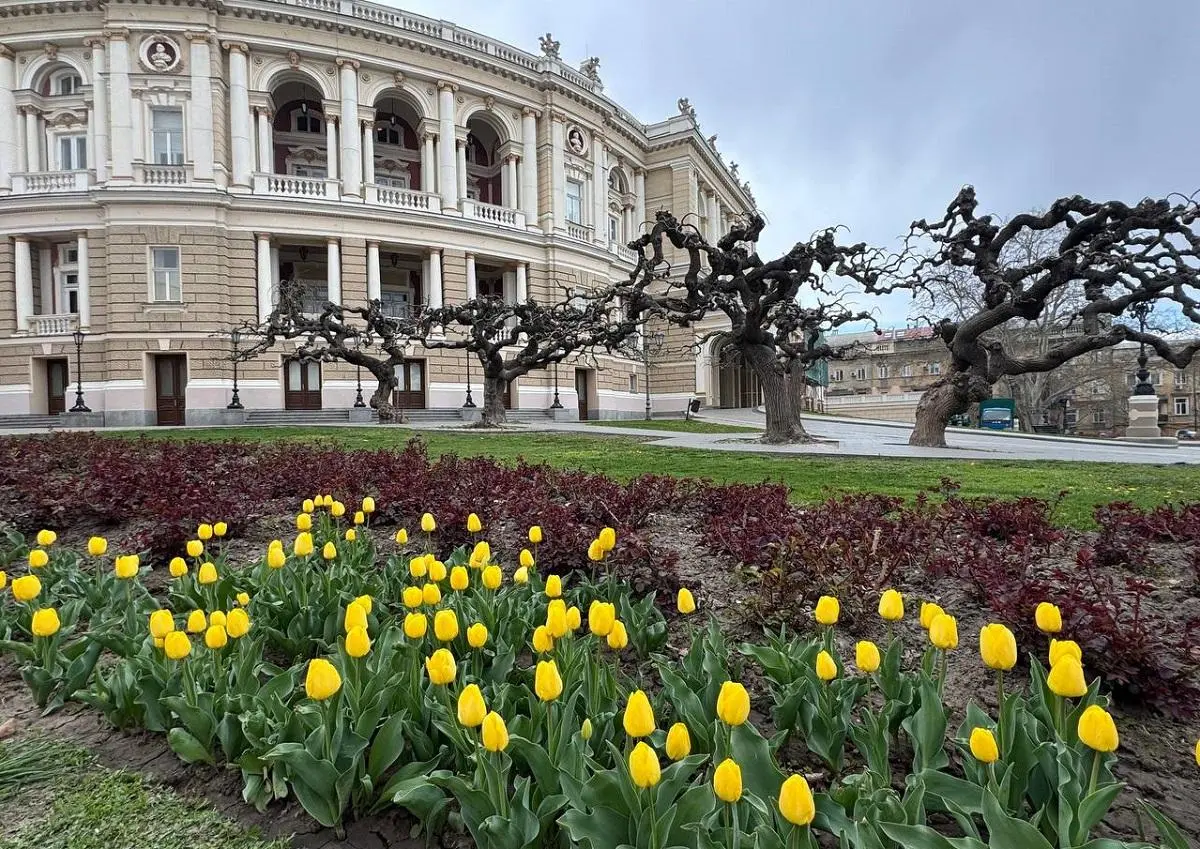 В Одесі зацвіли тюльпани з Нідерландів: незабаром місто вкриє фантастичний килим (фото) 1 Гранд тур В Одесі зацвіли тюльпани з Нідерландів: незабаром місто вкриє фантастичний килим (фото)