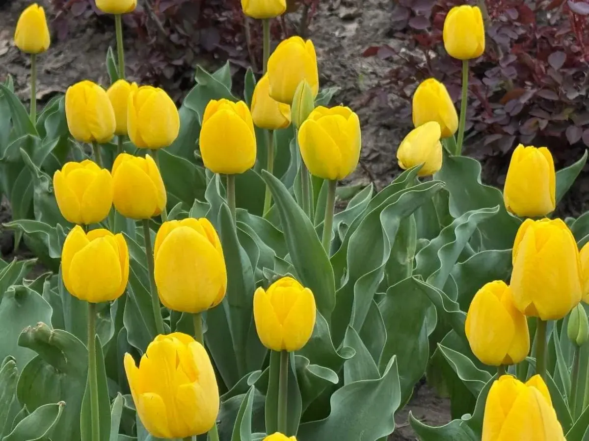 В Одесі зацвіли тюльпани з Нідерландів: незабаром місто вкриє фантастичний килим (фото) 2 Гранд тур В Одесі зацвіли тюльпани з Нідерландів: незабаром місто вкриє фантастичний килим (фото)