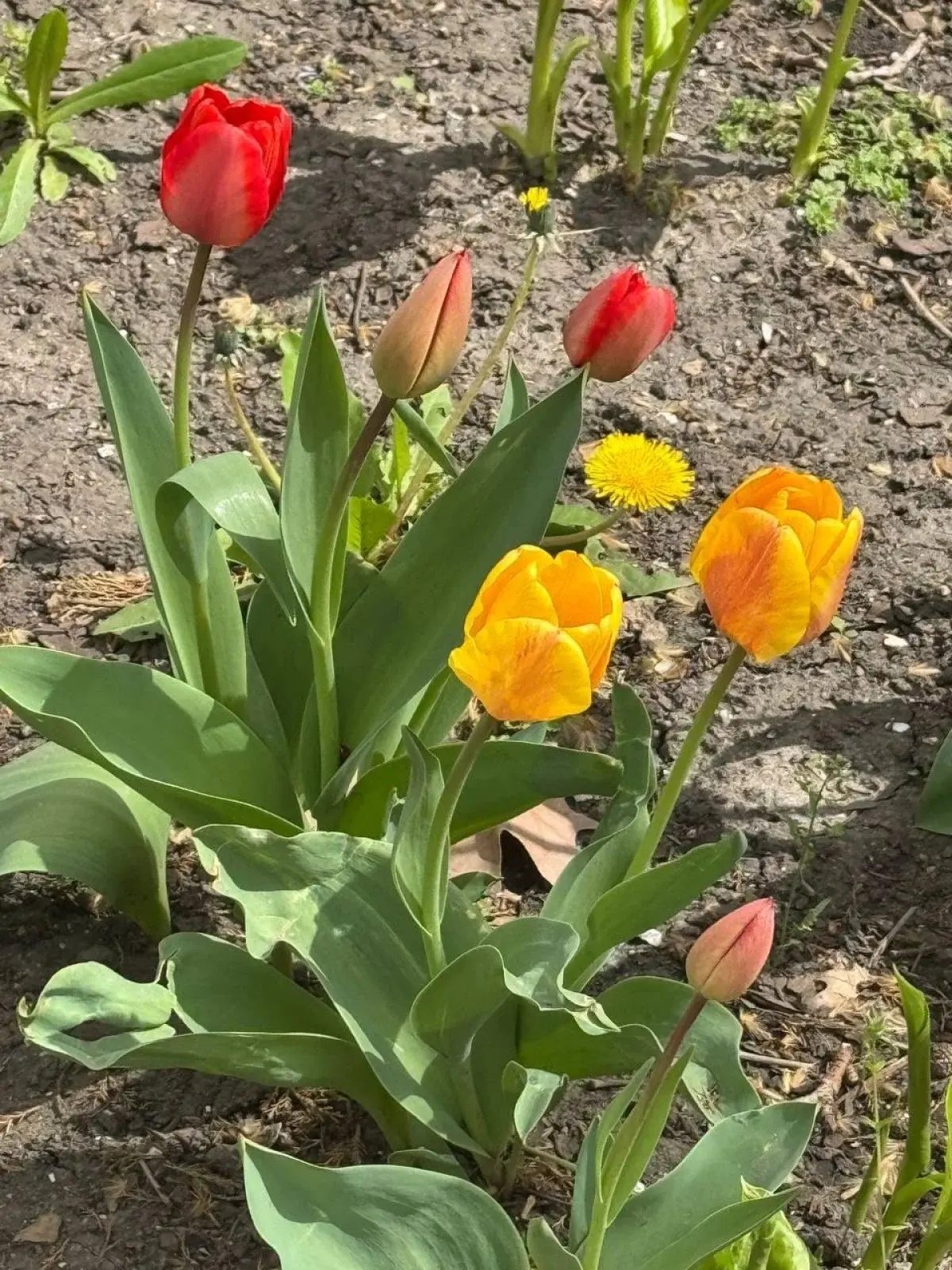 В Одесі зацвіли тюльпани з Нідерландів: незабаром місто вкриє фантастичний килим (фото) 3 Гранд тур В Одесі зацвіли тюльпани з Нідерландів: незабаром місто вкриє фантастичний килим (фото)