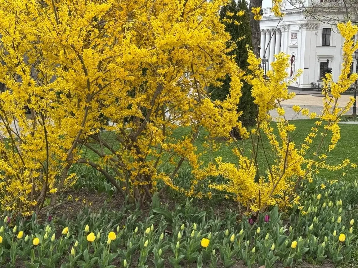 В Одесі зацвіли тюльпани з Нідерландів: незабаром місто вкриє фантастичний килим (фото) 5 Гранд тур В Одесі зацвіли тюльпани з Нідерландів: незабаром місто вкриє фантастичний килим (фото)