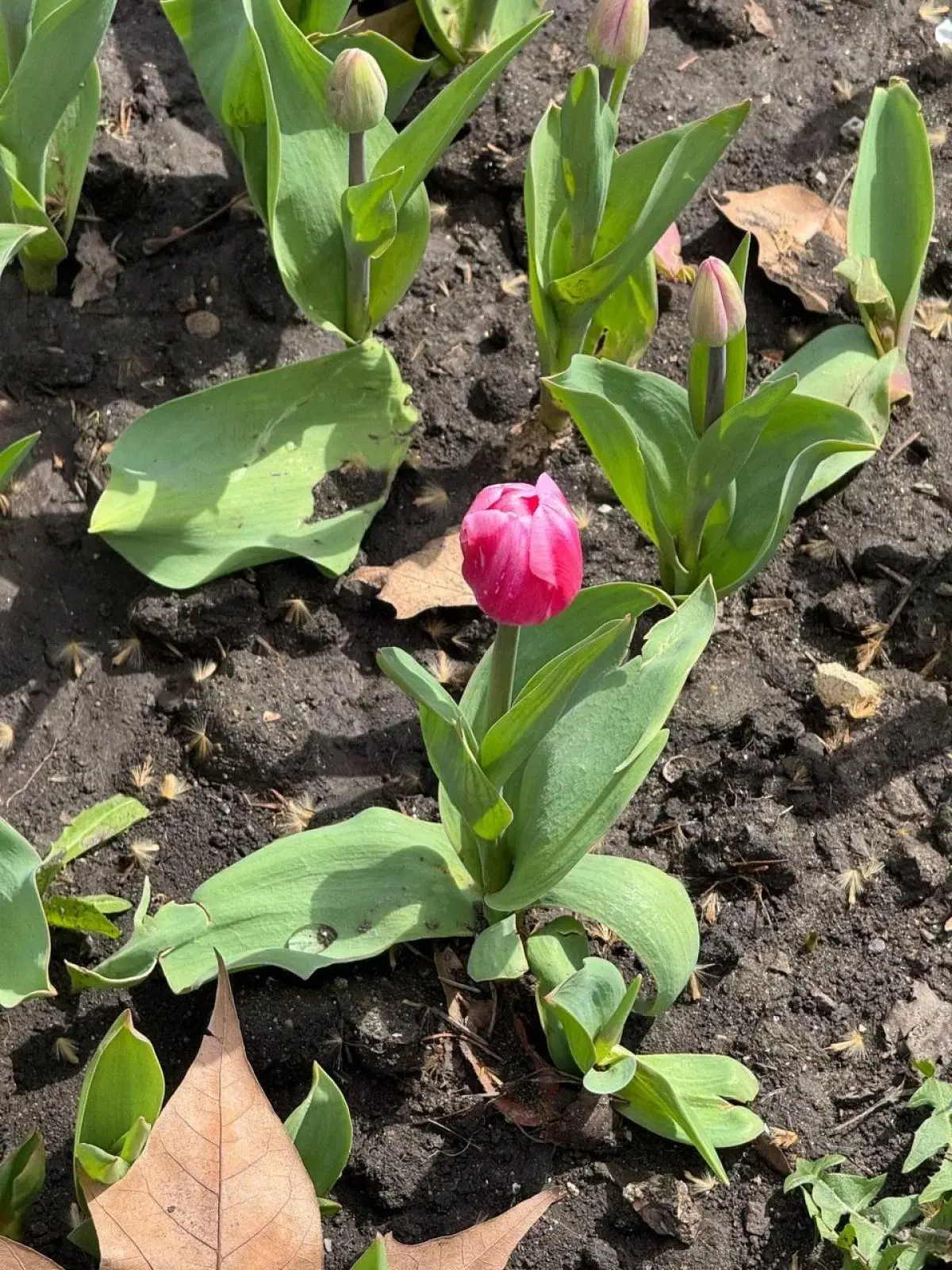 В Одесі зацвіли тюльпани з Нідерландів: незабаром місто вкриє фантастичний килим (фото) 4 Гранд тур В Одесі зацвіли тюльпани з Нідерландів: незабаром місто вкриє фантастичний килим (фото)