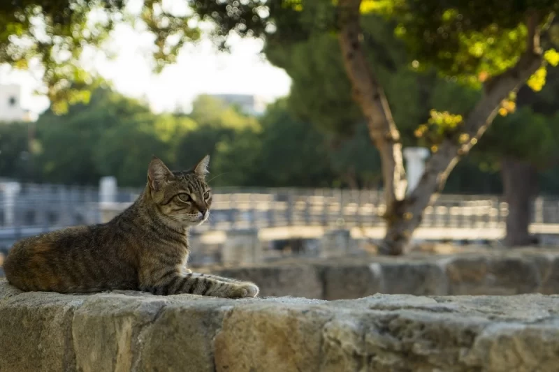 Як провести вихідні на Пафосі? 21 Гранд тур
